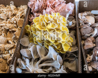 Kisten voller bunte Pilze auf dem Markt Stockfoto