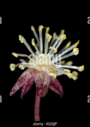 Garten croton (Codiaeum variegatum) männliche Blütenstand mit Pollen close-up Stockfoto