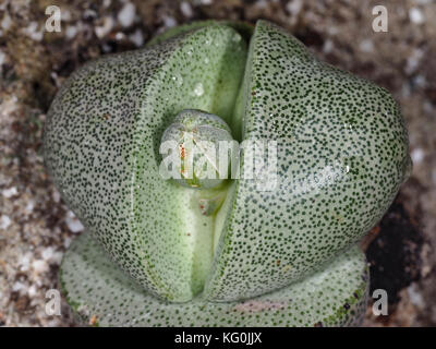 Lithops sp. sukkulente Pflanze close-up Stockfoto