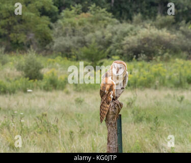 Suchen starke und ein Auge auf die Dinge Stockfoto