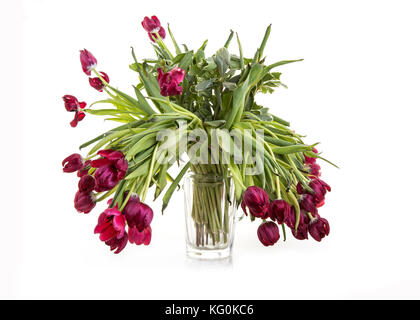 Vase dieing Rote Tulpen auf weißem Hintergrund Stockfoto