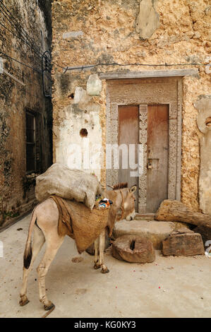 Esel für den Transport von Waren auf der Lamu Archipel an der Mauer der Festung in der Stadt Lamu, Kenia Stockfoto