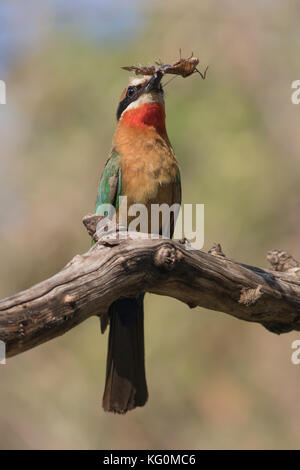 Whitefronted Bienenfresser (merops bullockoides) mit Schmetterling auf einem Ast, in der Nähe der Zambezi River. Stockfoto