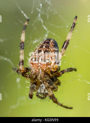 Makro portrait Bild von einem Garten Spinne im Netz im Sommer in West Sussex, England, UK. Stockfoto