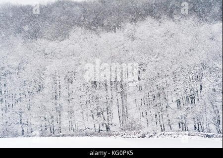 UK. Winter an der walisischen Grenze. Winter Bäume bei einem Schneesturm Stockfoto