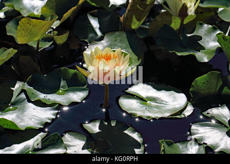 Dramatische Schatten und Highlights gibt es in diesem Wasser Garten als dieses Pfirsichfarbene Seerosen unter den scheinbar endlosen foating Lily Pads entsteht Stockfoto