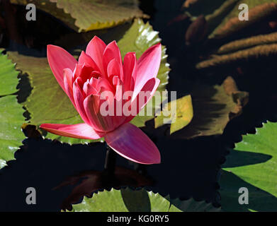 Dieser einzelne tief rosa Seerosen blühen ergibt sich aus diesem lily Pad bedeckt das Wasser Garten Stockfoto