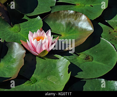 Es ist sehr schwer zu verpassen Dieser auffallend rosa single Seerose Blüte Festlegung unter den zahlreichen hellen grünen Lily pad Blätter Stockfoto