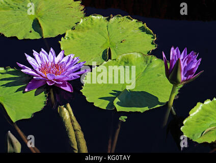 Ein auffallend schönes Beispiel von 2 Seerose blüht: ein Narr blühen und die anderen, die aus dem Wasser in teilweiser Blüte Stockfoto