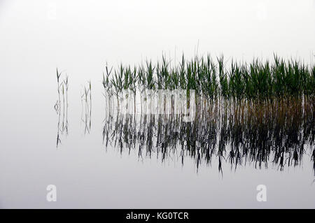 Schilf Bett und Nebel, in Wasser, Landschaft in grandvaux See, See oder Fluss im Jura, Frankreich Stockfoto