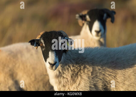 Zwei neugierige Swaledale Schafe stehen direkt in die Kamera schaut, 1 hinter dem anderen, in der goldenen Abendsonne - Yorkshire Dales, England, UK. Stockfoto