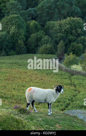 1 Swaledale Schafe auf Burley Moor, stehend wie ein Aussichtspunkt auf einem Felsvorsprung hoch oben, über steil abfallende Moorlandschaften Burley-in-Wharfedale, England, UK. Stockfoto