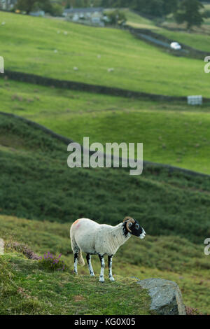 1 Swaledale Schafe auf Burley Moor, stehend wie ein Aussichtsturm, auf einem Felsvorsprung, hoch oben, über dem steilen Hängen - Burley-in-Wharfedale, England, UK. Stockfoto