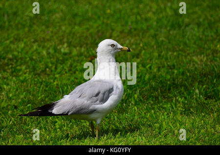 Ring-billed Gull (Larus delawarensis) auf einer frisch gemähten Rasen. Stockfoto