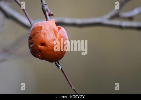 Eine einzelne faulenden Apfel hängt am Baum im frühen Winter. Stockfoto