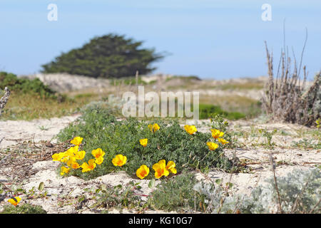 Leuchtend orange Blüten eines Klumpen von California Mohn (Eschschscholzia californica Sorte maritima) wächst auf einer Sanddüne am Asilomar State Beach in P Stockfoto