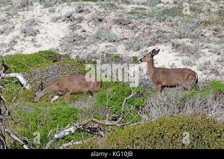 Zwei Kalifornien Hirsch (odocoileus hemionus Californicus) auf Sanddünen im Naturschutzgebiet von asilomar State Beach in Pacific Grove in der Nähe von monter Stockfoto