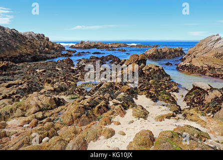 Ebbe zeigt Algen und Tide Pools in asilomar State Beach in Pacific Grove auf der Monterey Halbinsel von Kalifornien Stockfoto