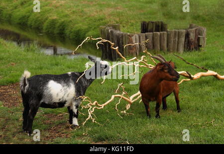 Bauernhof Szene im Querformat - zwei Ziegen in einem Paddock mit grünem Gras und einem Bach Weiden Stockfoto