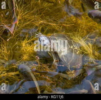 Eine Schildkröte und eine Schule der Fische in einem namibischen Teich Stockfoto