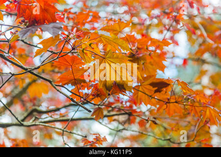 Herbst Blätter auf einem Zweig in der Dandenong Ranges Victoria Stockfoto