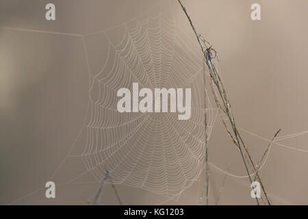 Makro natürliche Cobweb im Morgenlicht Stockfoto