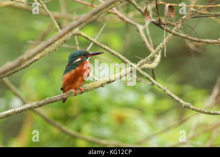 Eine atemberaubende Eisvogel-Frau (Alcedo atthis) auf einem Ast in einem Baum. Stockfoto