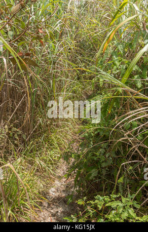 Mount mahawu (gunung mahawu), ein Vulkan in Nord-sulawesi, die beliebt ist bei Touristen, die die großen vulkanischen Krater und See zu sehen. Stockfoto