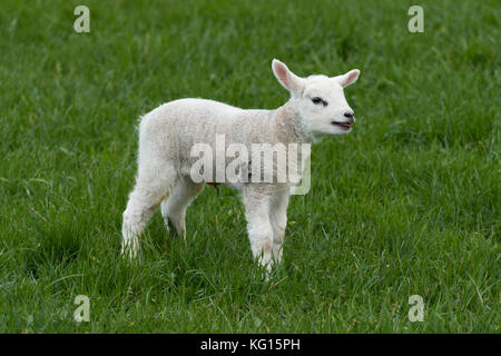 Nahaufnahme eines einzigen, niedlichen, ansprechenden, weißen Lammes mit langen Stachelohren, im Gras stehend, allein auf Ackerland im Frühjahr - North Yorkshire, England, Großbritannien Stockfoto