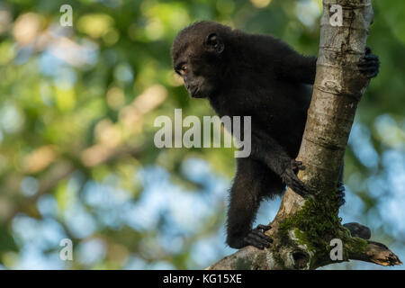 Eine junge celebes crested Makaken (Macaca nigra) in einen Baum im Tangkoko National Park, Nord Sulawesi, Indonesien. der Arten ist vom Aussterben bedroht. Stockfoto