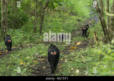 Eine Truppe von celebes crested Makaken (Macaca nigra) im Tangkoko National Park, Nord Sulawesi, Indonesien. Die Art vom Aussterben bedroht ist. Stockfoto