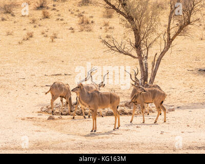 Ein bachelor Herde kudus an einem Wasserloch in der Kgalagadi Transfrontier Park, in der Kalahari Wüste zwischen Südafrika und Botswana. Stockfoto