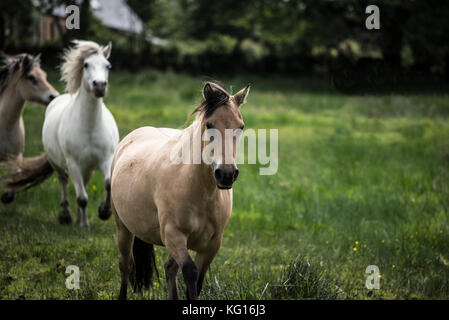 Pferde, die zusammen auf dem französischen Land laufen Stockfoto