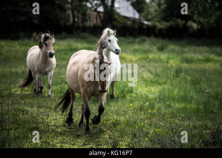 Pferde zusammen läuft mit der Drehzahl in der französischen Landschaft Stockfoto