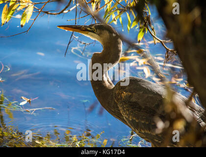 Great Blue heron Waten am grünen See in Seattle, Washington Stockfoto