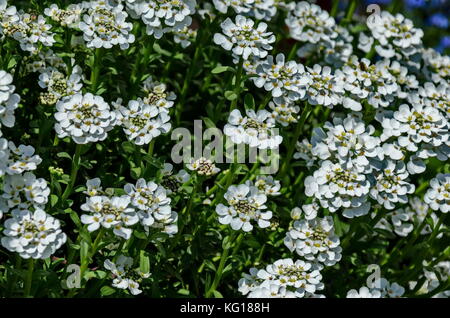 Weiß Arabis Alpina caucasica Blume im Garten, zavet, Bulgarien Stockfoto