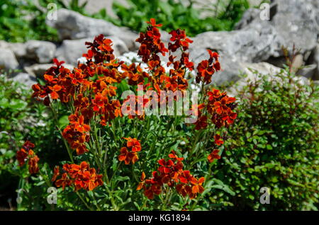 Bunt blühende Mauerblümchen Pflanzen im Frühling, Sofia, Bulgarien Stockfoto