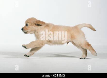 HUND - Golden RETRIEVER Hündchen, läuft. 8 Wochen alt. Stockfoto