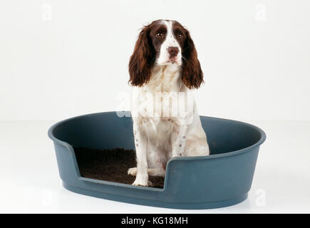 Englischer Springer Spaniel Dog. Im Bett sitzen. Stockfoto