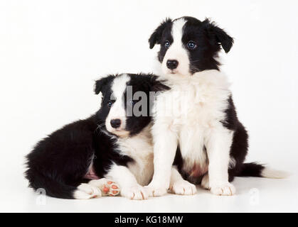 Border Collie Dog – x2 Welpen Stockfoto