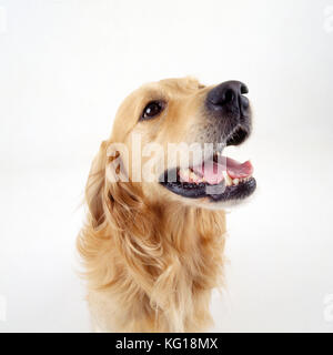 Golden Retriever Hund Stockfoto