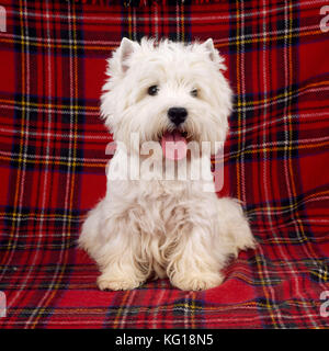 West Highland Terrier DOG - sitzt auf einem Schottenvorleger. &#x517;estie/Westies&#x56e; Stockfoto