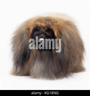 Pekingese Dog . Im Studio. Stockfoto