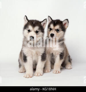 Alaska Malamute Hund. Zwei Welpen. Stockfoto