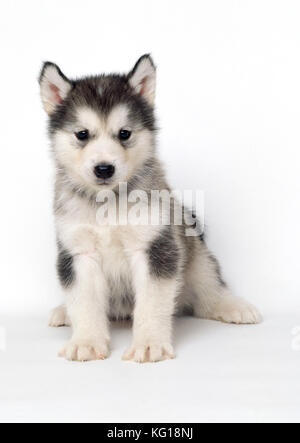 Alaska Malamute HUND - Welpe. Vor weißem Hintergrund. Stockfoto