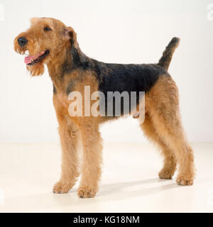 AIREDALE TERRIER DOG. Auch bekannt als Waterside Terrier oder Bingley Terrier. Stockfoto