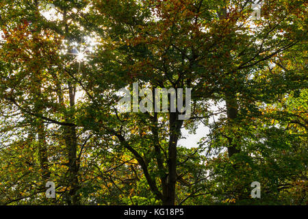 Sun durch die Bäume leuchten in einem englischen Wald im Herbst, Dorset, Großbritannien Stockfoto