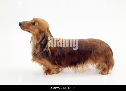 Hund - Miniatur-Dachshund Mit Langen Haaren Stockfoto