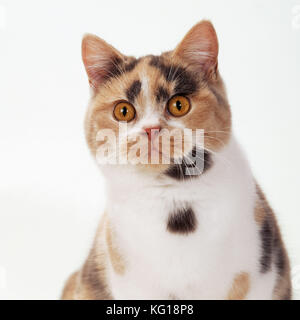 British Shorthair Kat. Schildkrötenpanzer &amp; Weiß. Stockfoto