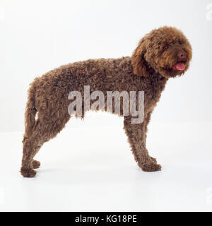 Lagotto Romagnolo Hund. Im Studio. Stockfoto